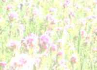 Fond d écran :  champs de fleurs